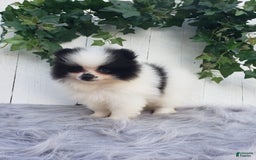 Pomeranian dogs for sale: Carly - Image 4