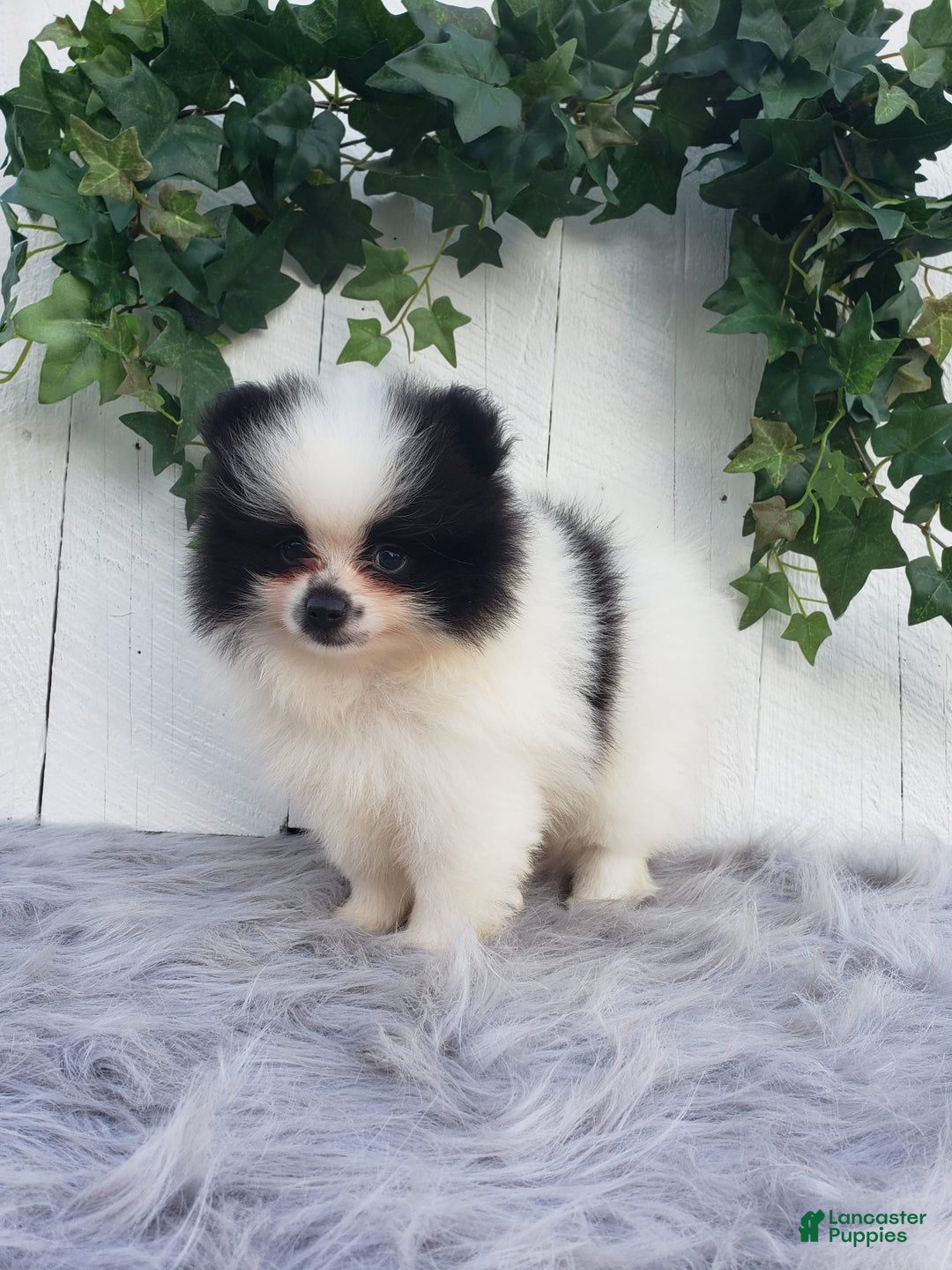 Pomeranian dogs for sale: Carly - Image 4