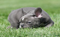 French Bulldog dogs for sale: Abby - Image 3