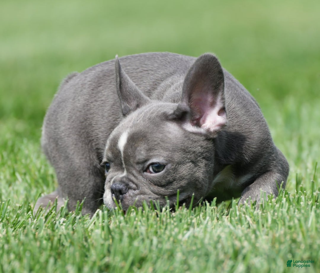 French Bulldog dogs for sale: Abby - Image 3