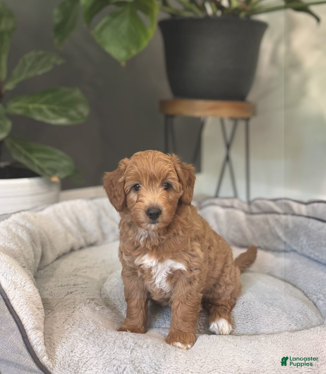 Goldendoodle dogs for sale: Lanie - Image 9