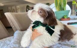 Shih Tzu dogs for sale: Rosse - Image 2