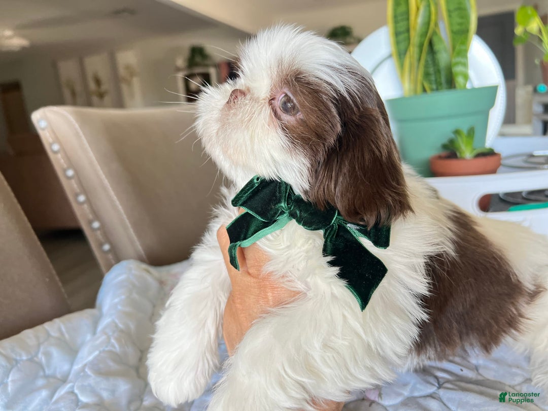 Shih Tzu dogs for sale: Rosse - Image 2