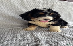 Mini Bernedoodle dogs for sale: Milo - Image 1