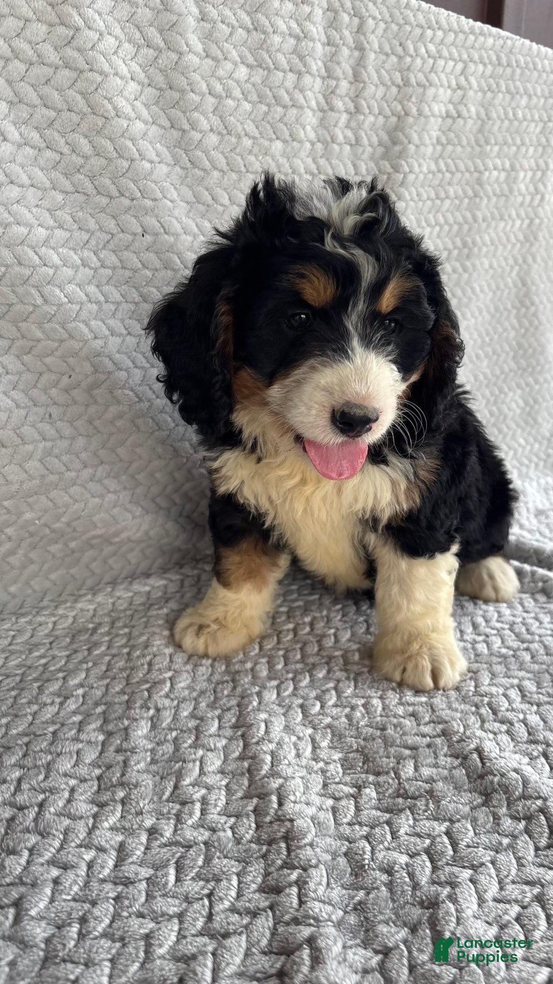Mini Bernedoodle dogs for sale: Milo - Image 1