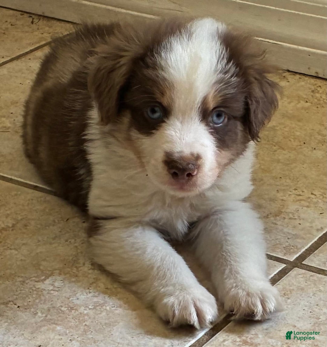  dogs for sale: Pebbles - Image 1