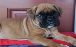 Boxer dogs for sale: Winston  - Champ Lines - Image 2