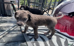 Great Dane dogs for sale: Rusty - Image 2