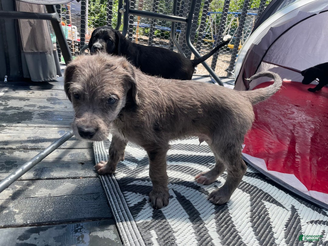 Great Dane dogs for sale: Rusty - Image 2