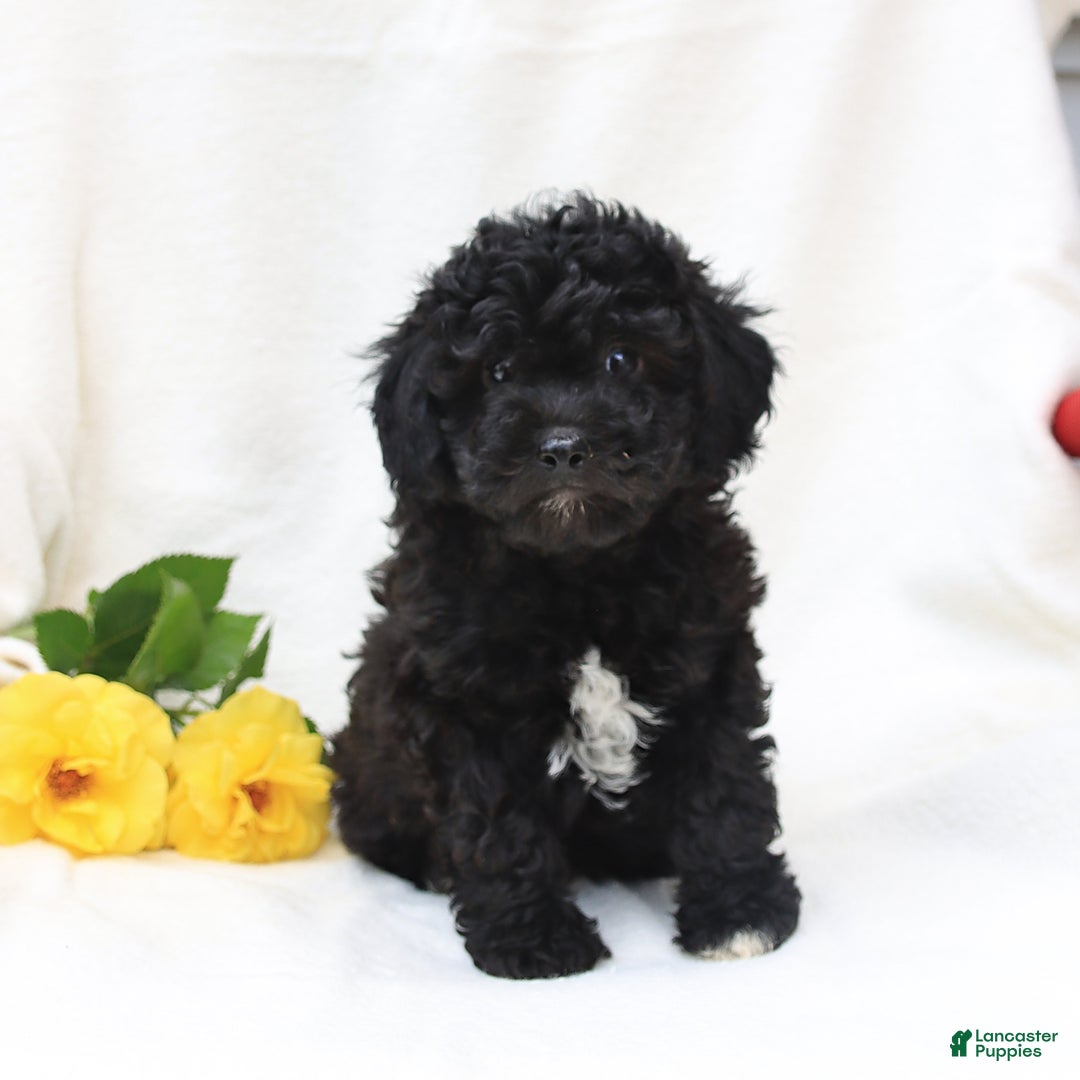 Havapoo dogs for sale: Lucky - Image 3