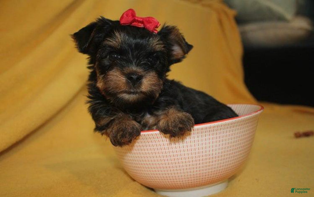 Yorkshire Terrier dogs for sale: Princess - Image 1