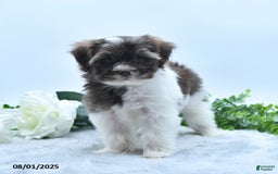 Havanese dogs for sale: Oscar - Image 3