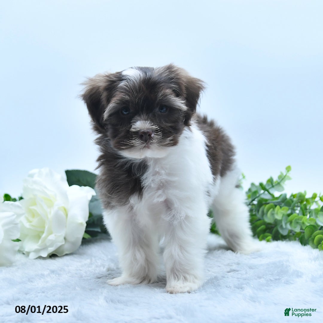 Havanese dogs for sale: Oscar - Image 3