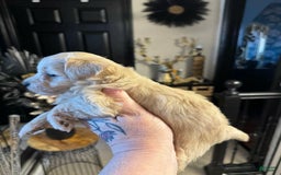 Maltipoo dogs for sale: Simo - Image 2