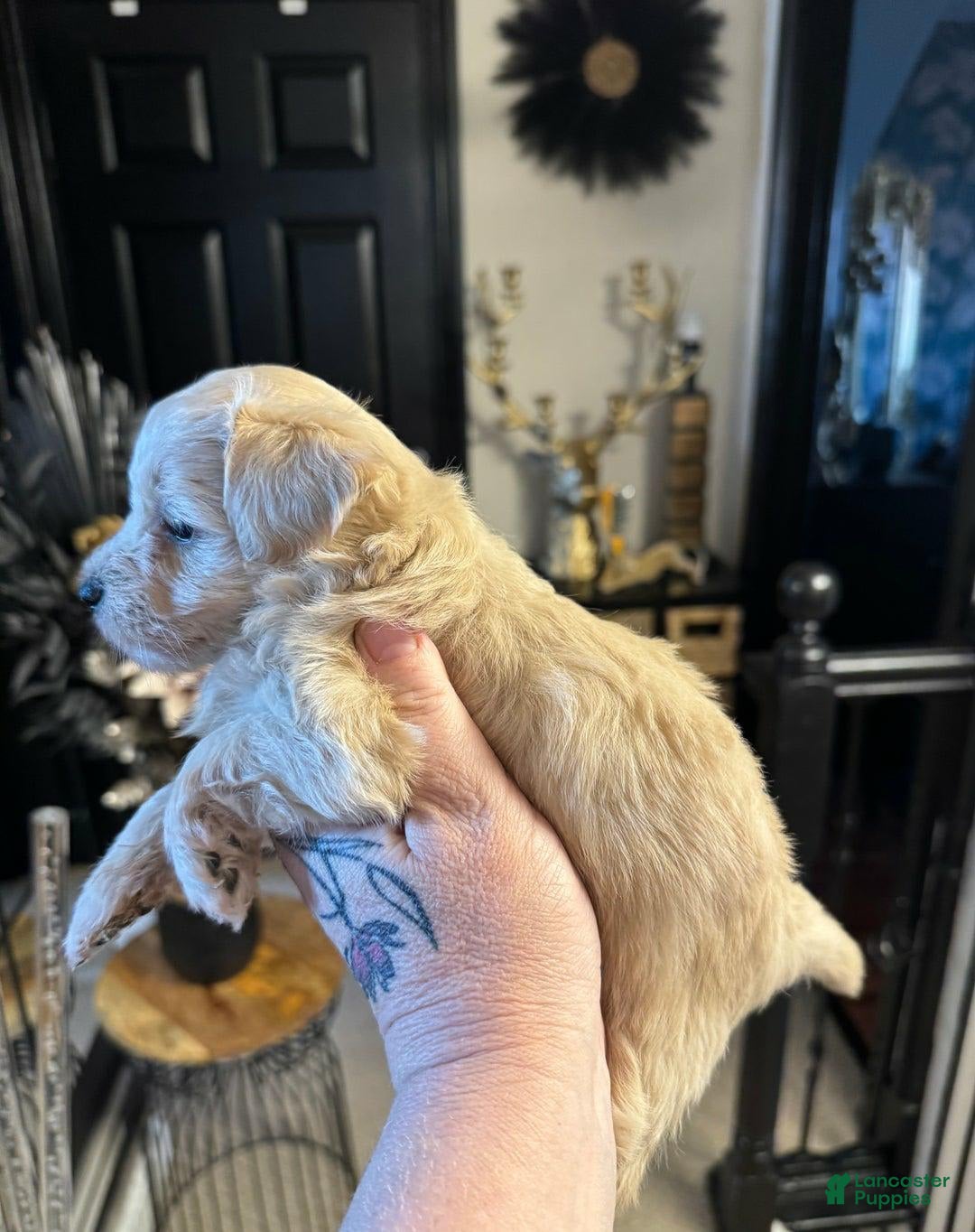 Maltipoo dogs for sale: Simo - Image 2