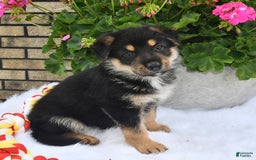 German Shepherd dogs for sale: Bear - Image 3