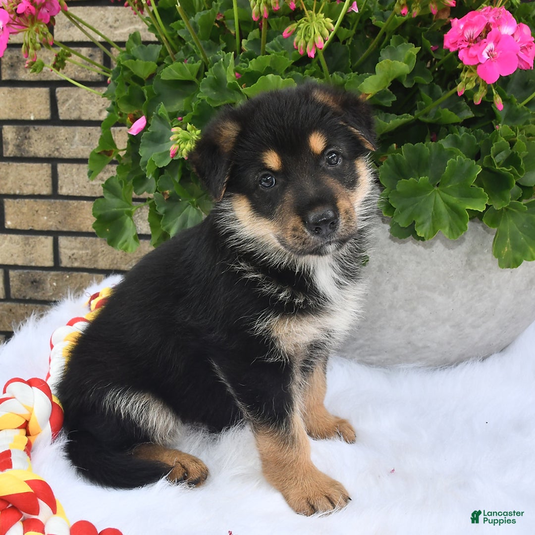 German Shepherd dogs for sale: Bear - Image 3