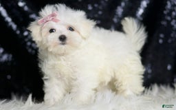 Maltese dogs for sale: Claudia - Image 4