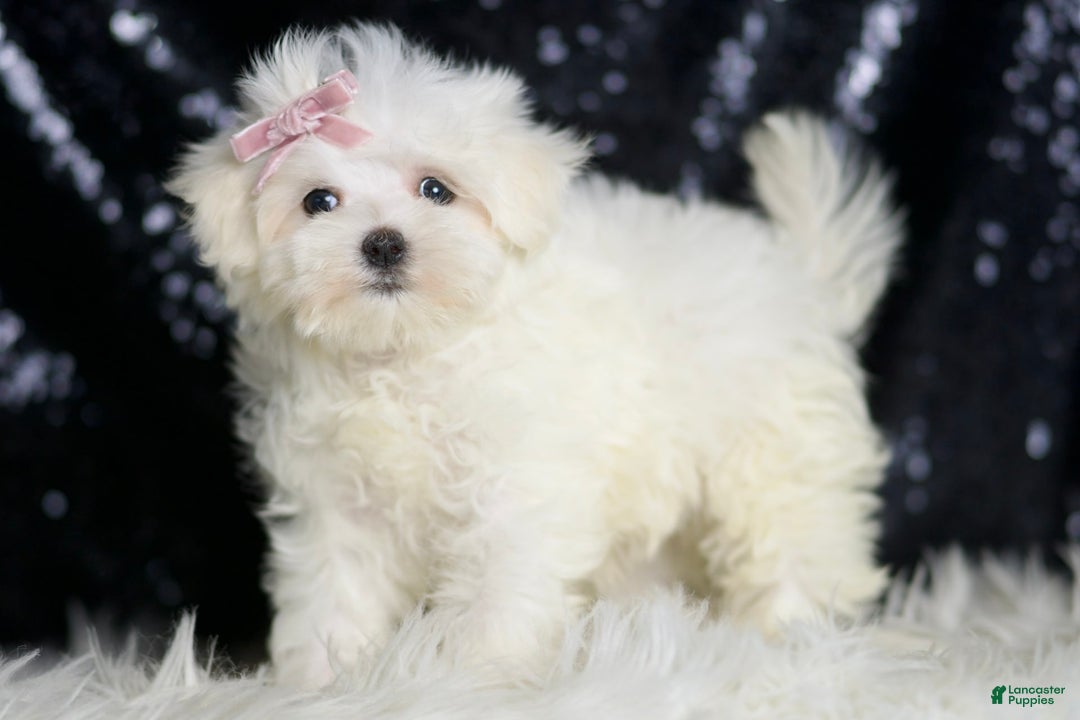 Maltese dogs for sale: Claudia - Image 4