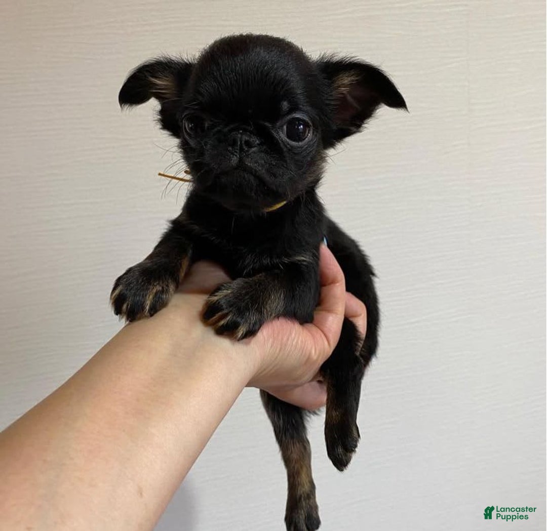 Brussels Griffon dogs for sale: Vince - Image 4
