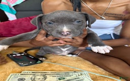 American Pit Bull Terrier dogs for sale: Snoop - Image 2