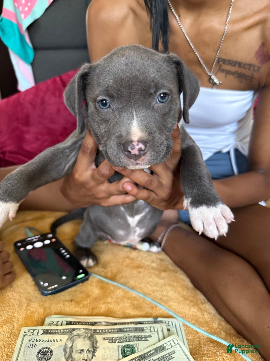 American Pit Bull Terrier dogs for sale: Snoop - Image 2