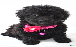 Miniature Poodle dogs for sale: Maggie - Image 2