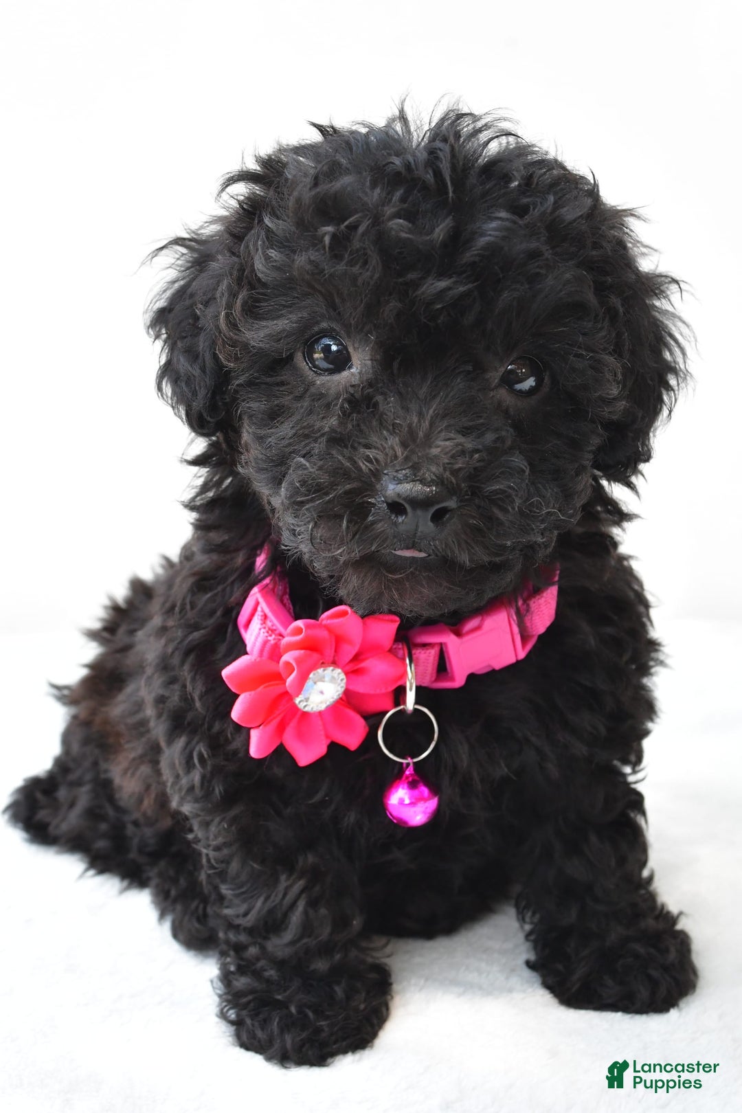 Miniature Poodle dogs for sale: Maggie - Image 2
