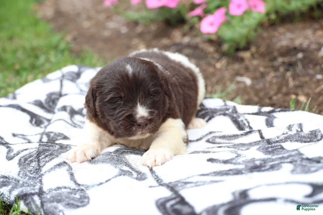 Newfoundland dogs for sale: Maple - Image 1