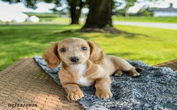 Miniature Dachshund dogs for sale: Firecracker - Image 4