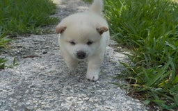 Shiba Inu dogs for sale: Yuki - Image 5