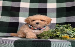 Maltipoo dogs for sale: Eghan Toy Size - Image 5