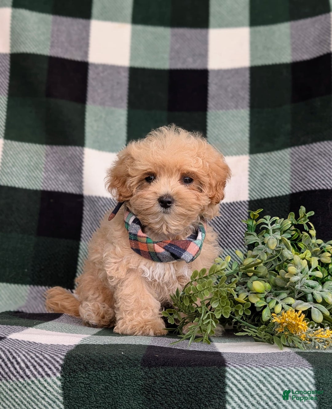 Maltipoo dogs for sale: Eghan Toy Size - Image 5