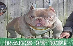 American Bully dogs for sale: Benji - Image 4