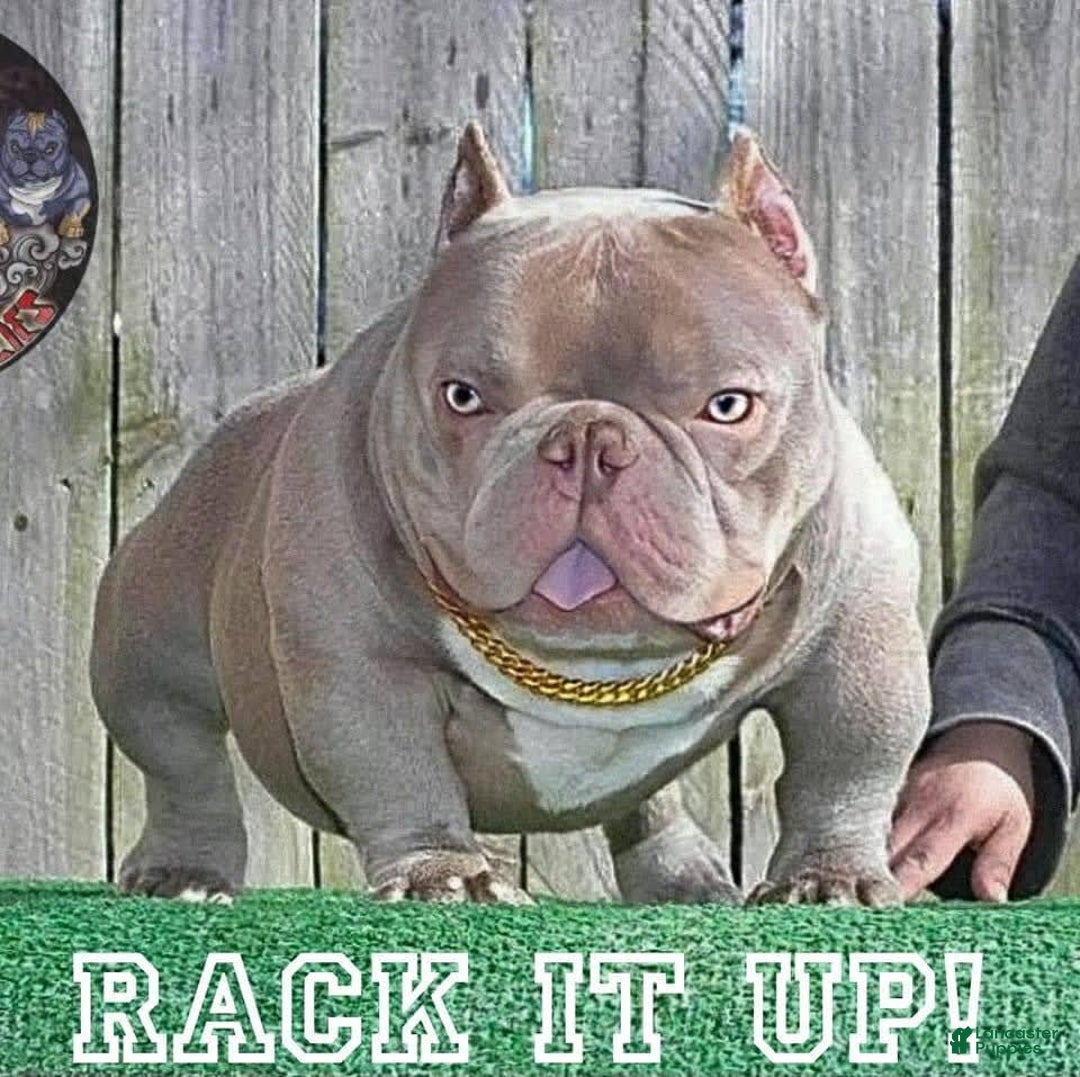 American Bully dogs for sale: Benji - Image 4