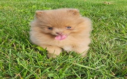 Pomeranian dogs for sale: Cinnamon - Image 4