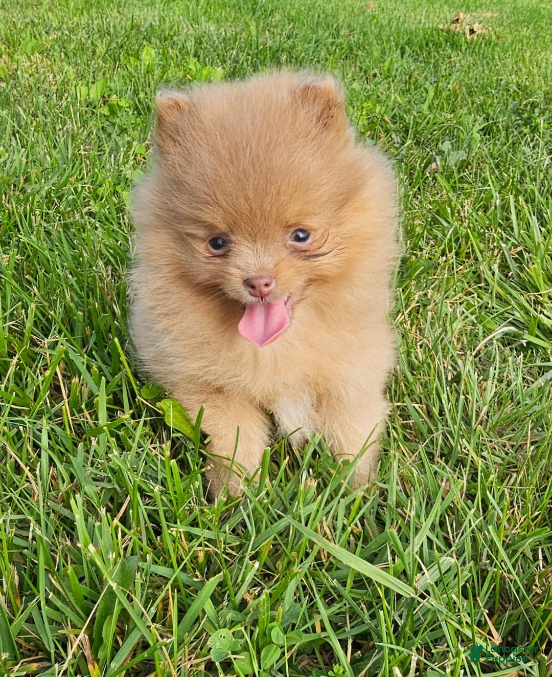 Pomeranian dogs for sale: Cinnamon - Image 4