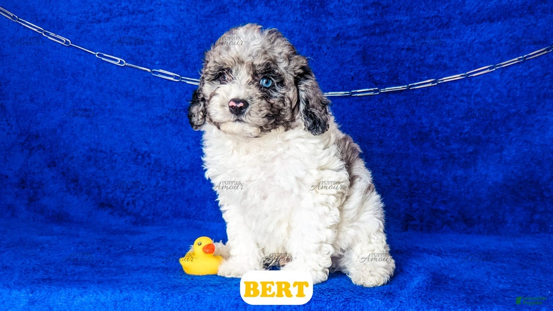 Cavapoo dogs for sale: Bert - Image 6