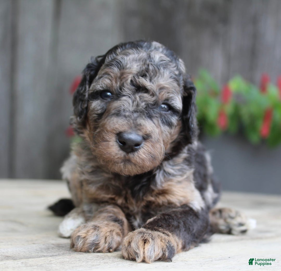 Standard Poodle dogs for sale: Rome Moyen - Image 5