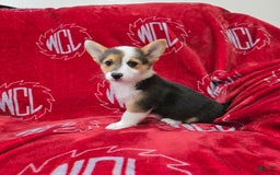 Welsh Corgi Pembroke dogs for sale: Leo - Image 18