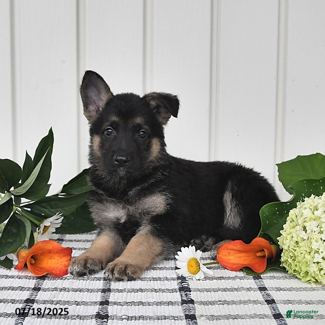 German Shepherd dogs for sale: Darla - Image 4