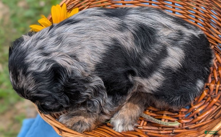 Cocker Spaniel dogs for sale - Ad 5