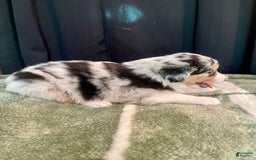 Australian Shepherd dogs for sale: Coral - Image 5