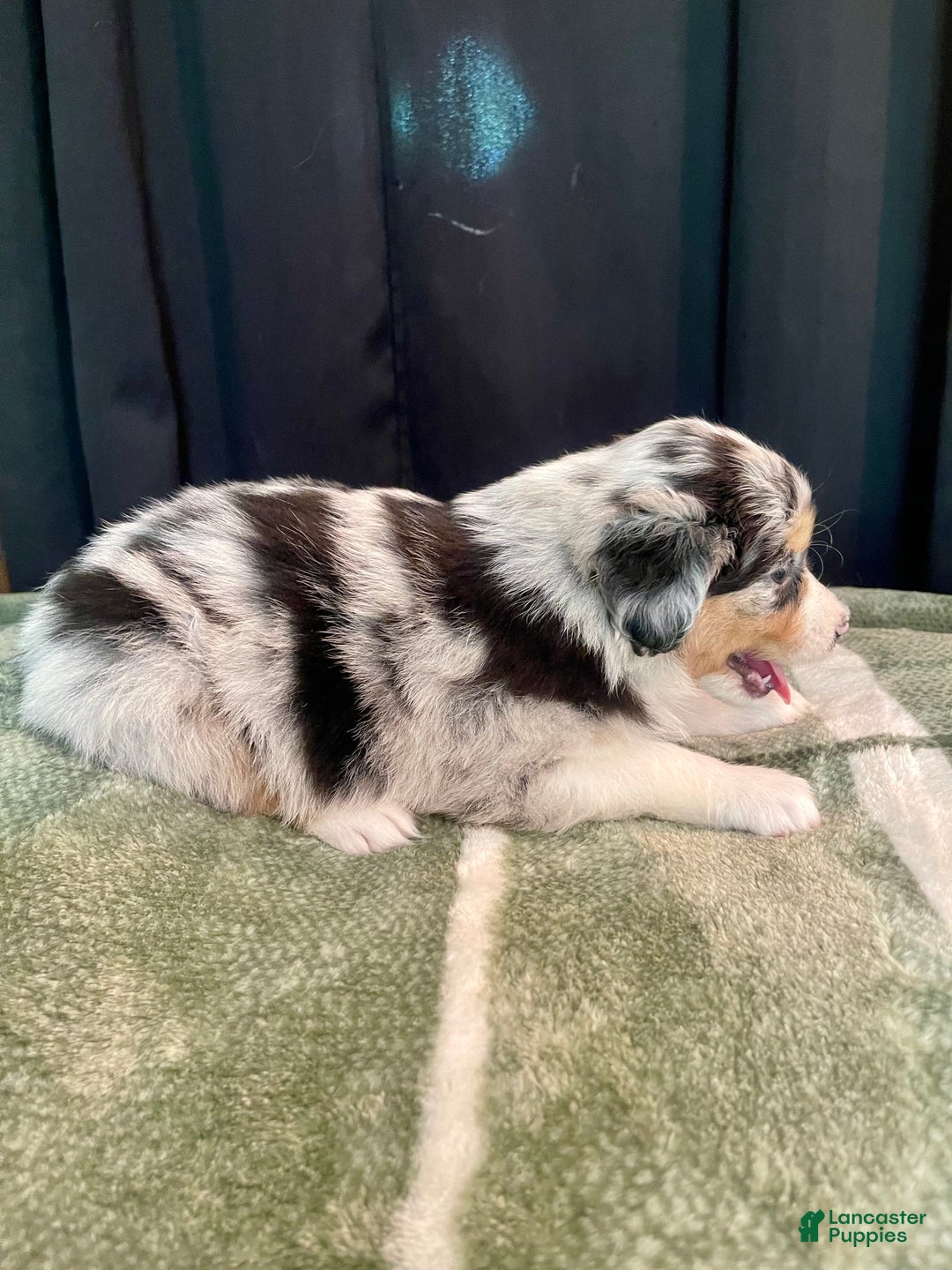 Australian Shepherd dogs for sale: Coral - Image 5