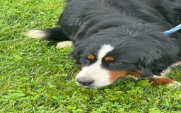 Bernedoodle dogs for sale: Justice 77956 - Image 13