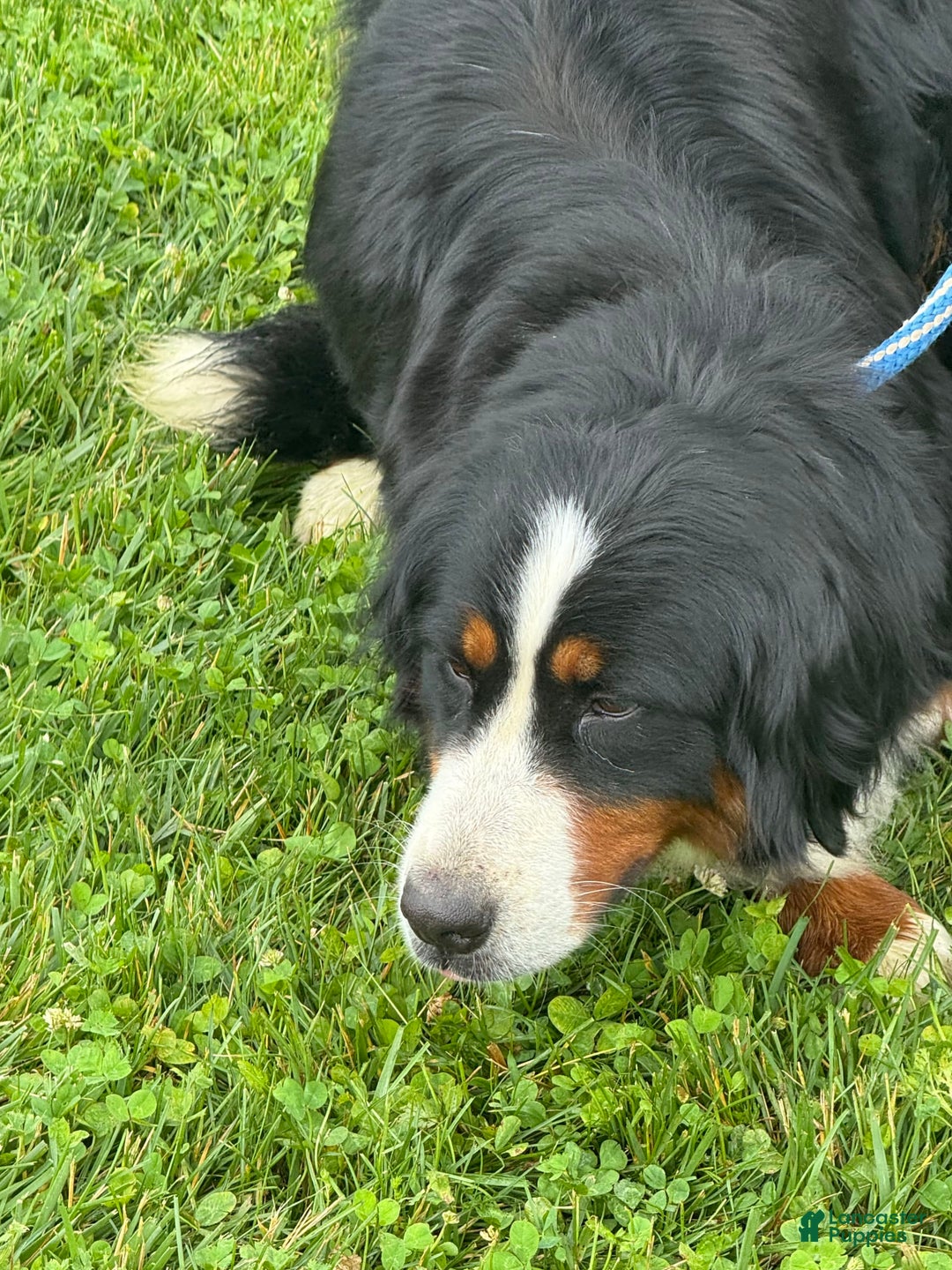 Bernedoodle dogs for sale: Justice 77956 - Image 13