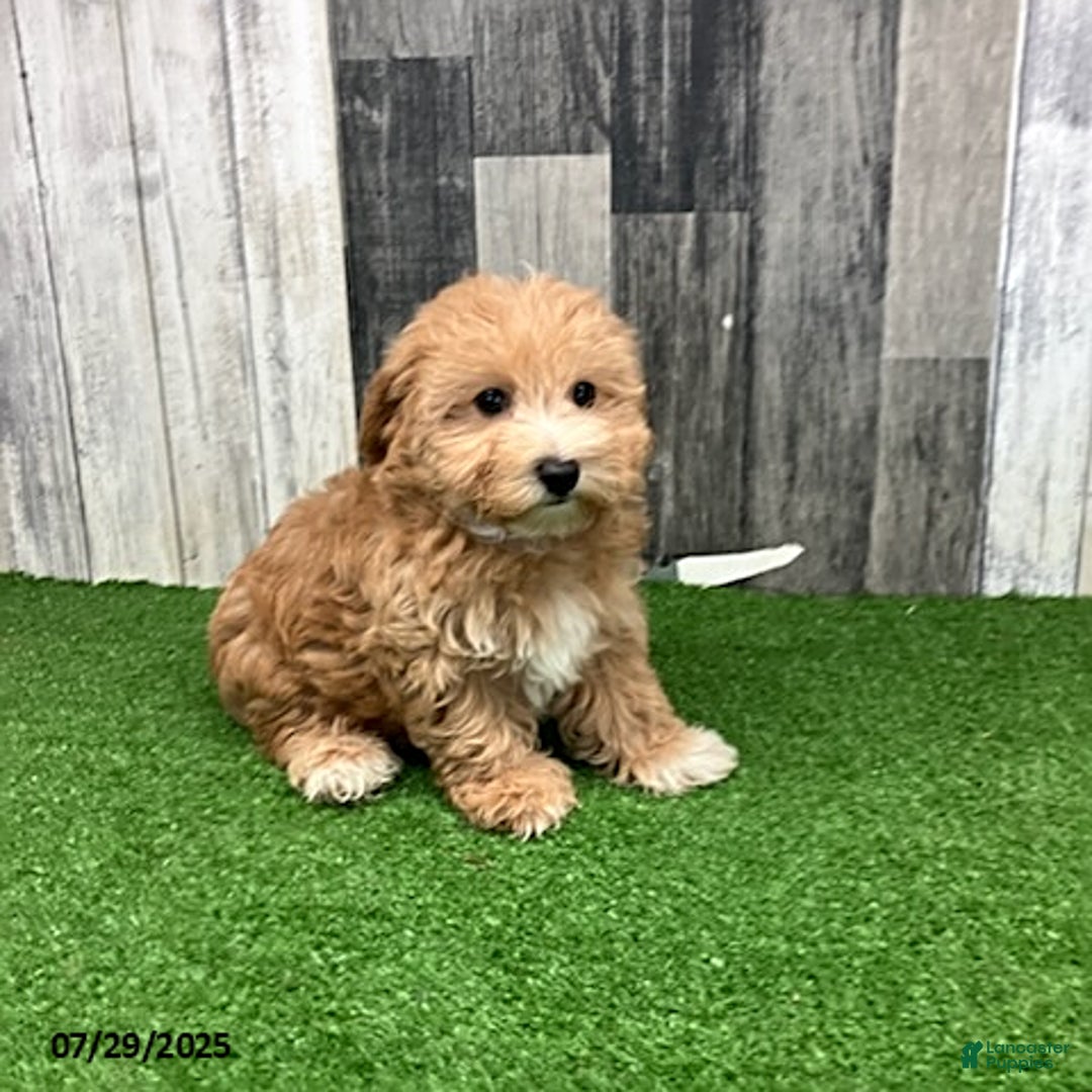 Maltipoo dogs for sale: Janice - Image 3