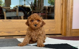Cockapoo dogs for sale: Curtis - Image 7