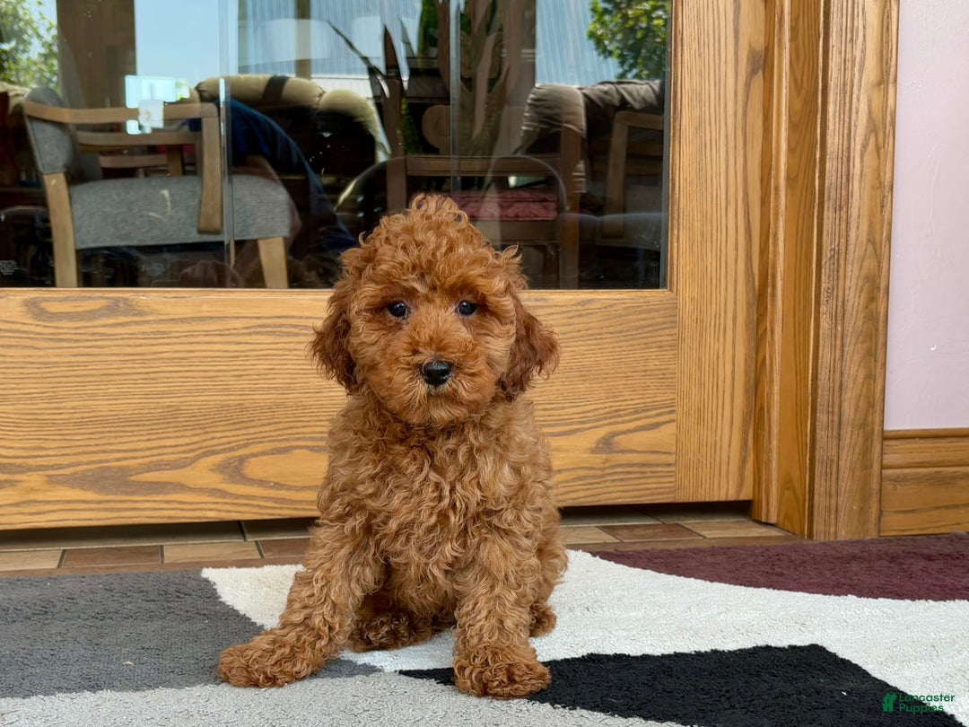 Cockapoo dogs for sale: Curtis - Image 7