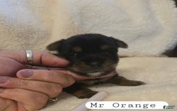Yorkshire Terrier dogs for sale: Mrs Orange - Image 1